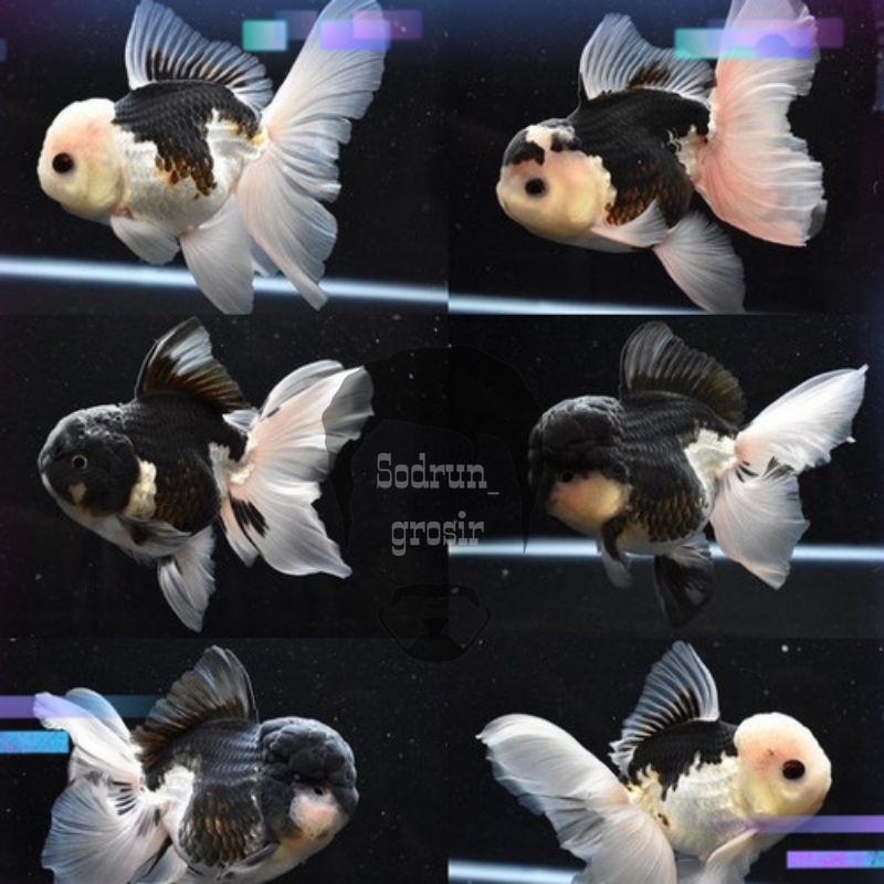 Hiasan aquarium Koki Oranda Panda Maskoki Ikan Mas Gemoy