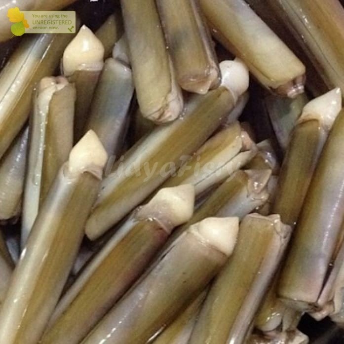 Kerang Bambu 1Kg Kerang Bambu Segar Seafood Kerang Laut Kerang Segar