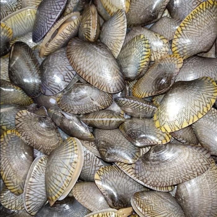 Kerang Batik Hidup Segar 1Kg - 1000 Gram, Beku Segar