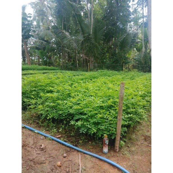 Bibit Indigofera Pakan Ternak