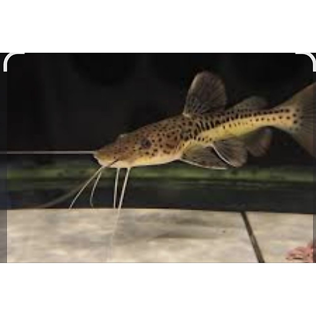 LEOPARD CATFISH +-9-10CM