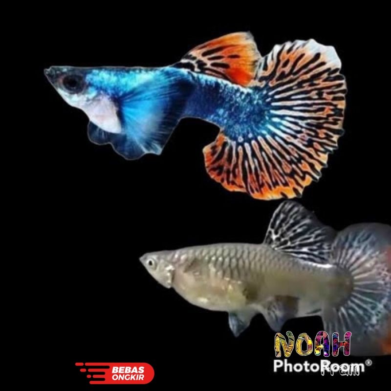 hiasan aquarium sepasang guppy prembe siap bread