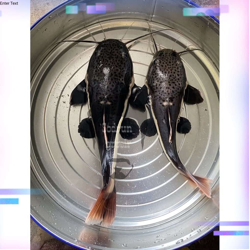 hiasan aquarium RTC atu lele amazon SIZE 11-13 CM BONUS PAKAN GARANSI DOA tankmate