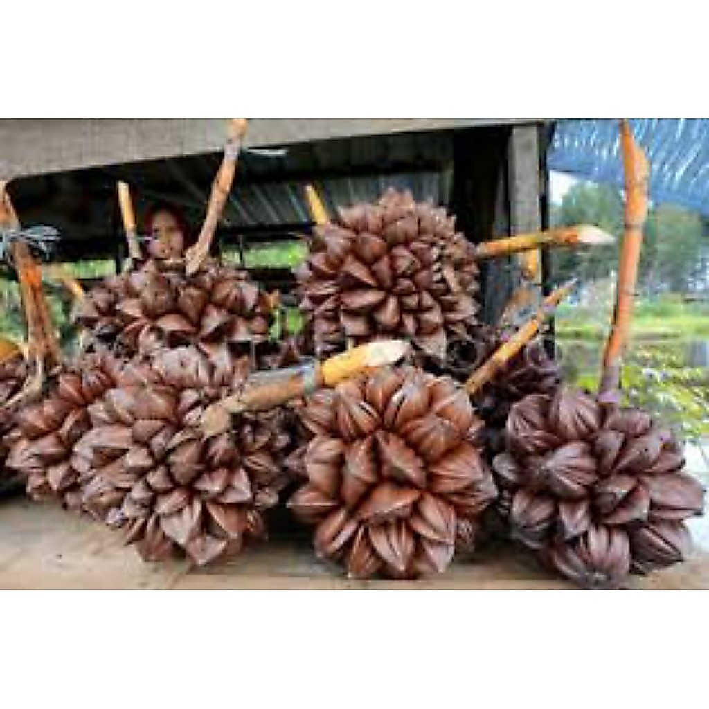 buah nipah tanjung