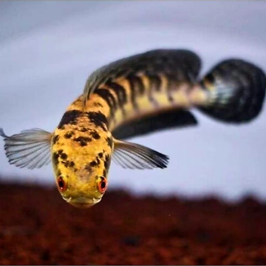 (GARANSI) Channa Maru Yellow Sentarum 10-12 cm dorsal batik