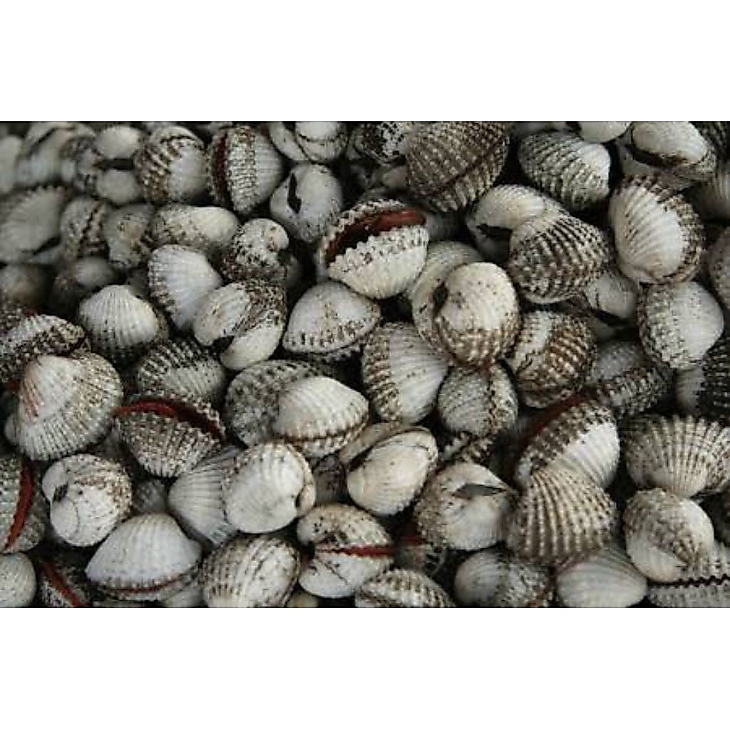 kerang dara Fress/kerang dara murah/kerang dara