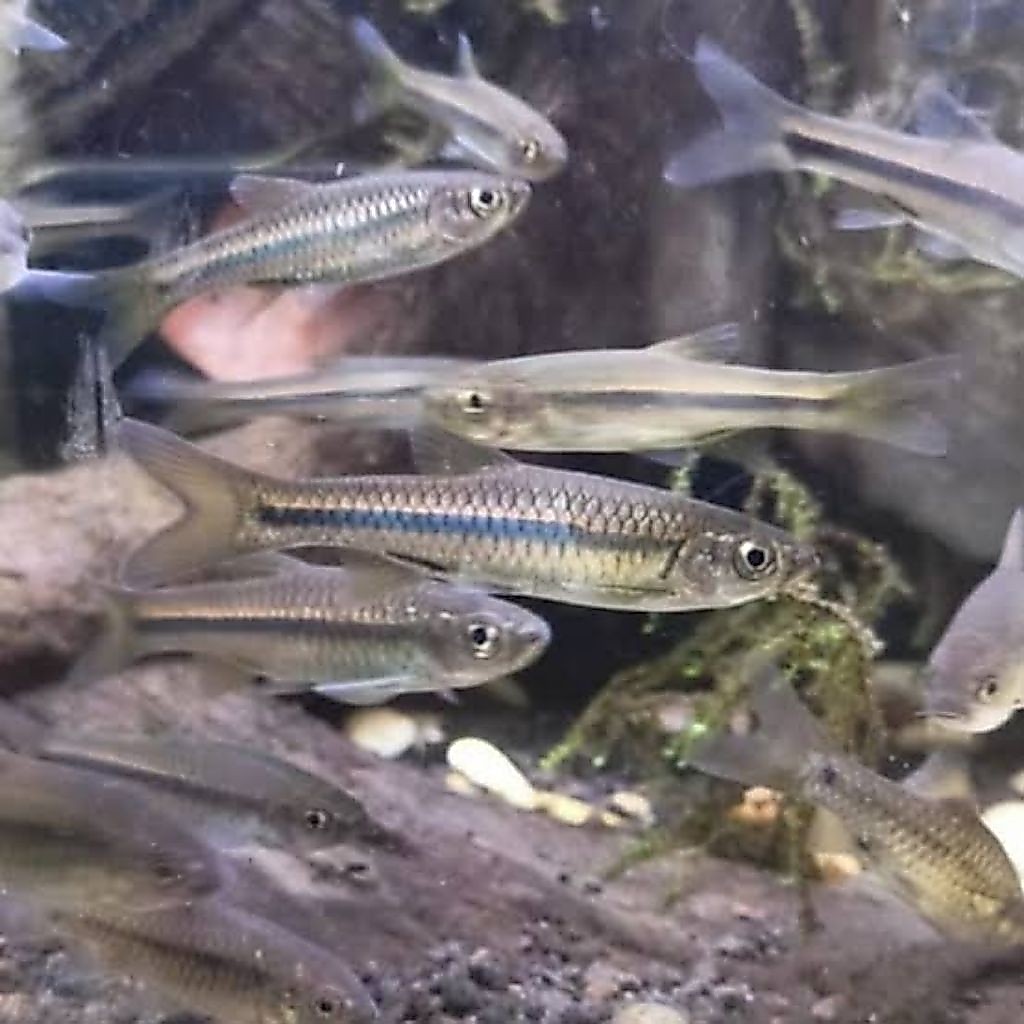 WAJIB BACA DISKRIPSI// IKAN LUNJAR / WADER PARI koleksi aquarium