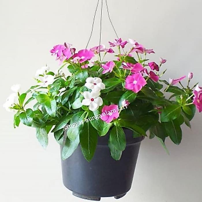 Tanaman Hias Bunga Gantung Vinca + Pot