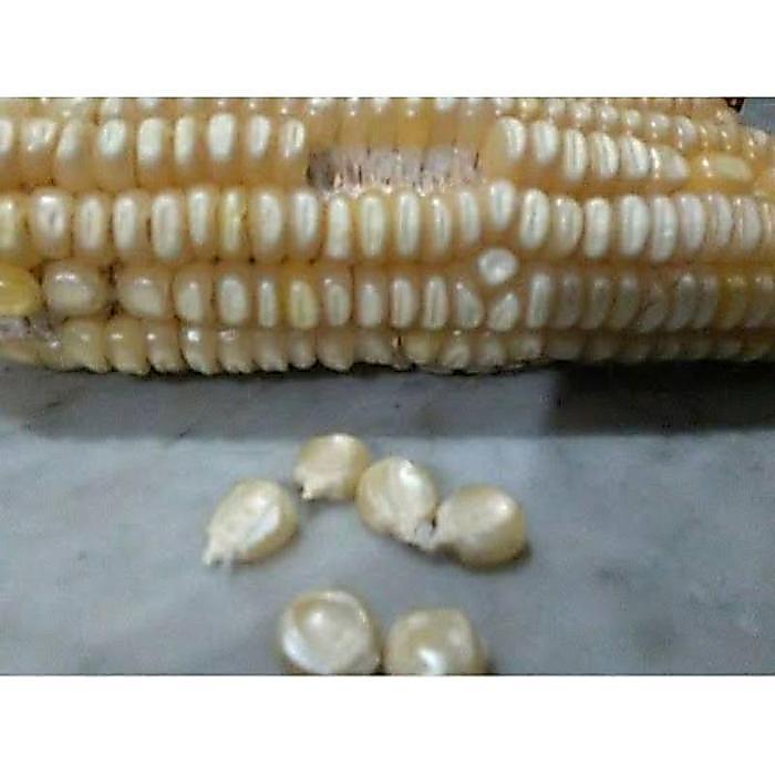 Merayakansenja 1 Kg / Jagung Putih Kering Buat Grontol