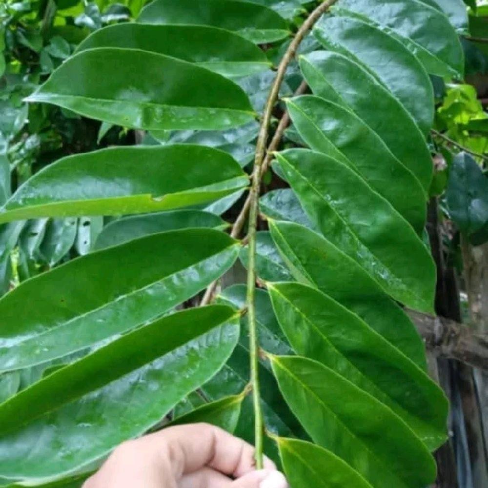 

Daun Sirsak Segar 500 Gram- Daun Nangka Sabrang Makanan Alami