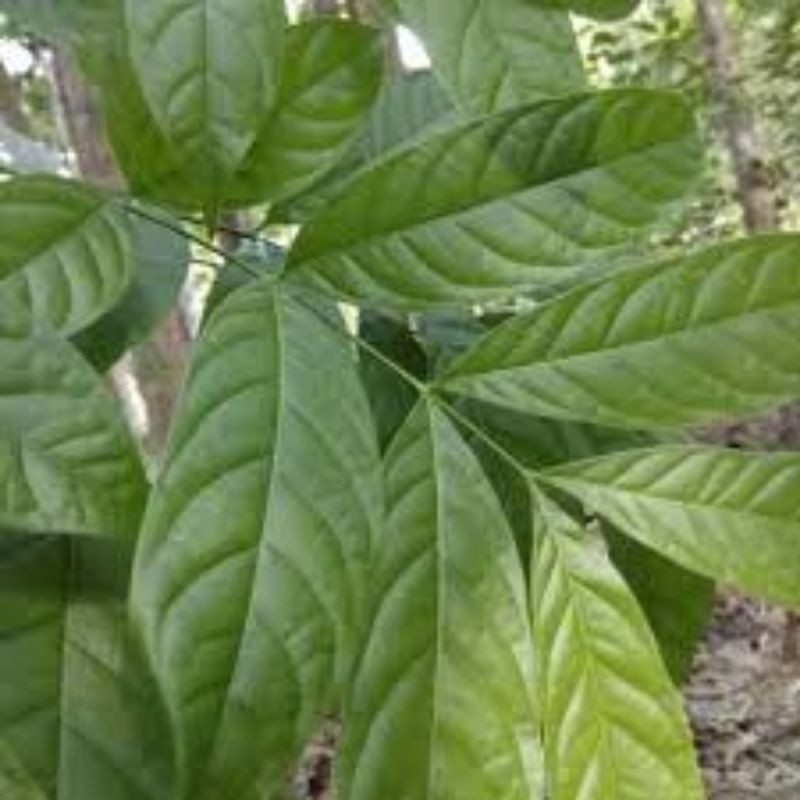 

100 lmbr daun mahoni segar freshh dadakan