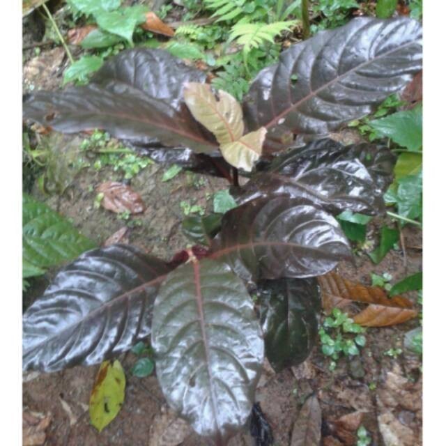 LadangHerbal  Daun Handeuleum handelem kopi hideung 100grm [ FRESH PRODUK ]