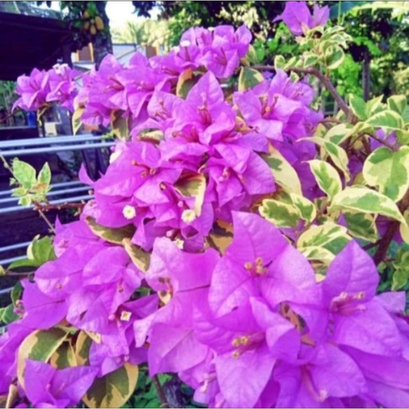 Tanaman bougenville ungu varigata