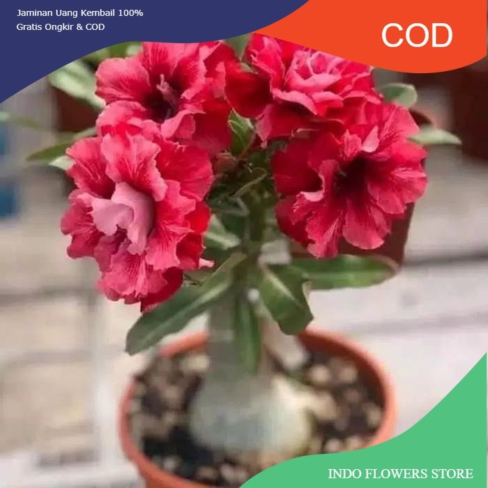 pohon kamboja jepang-adenium bunga merah bonggol besar (COD)
