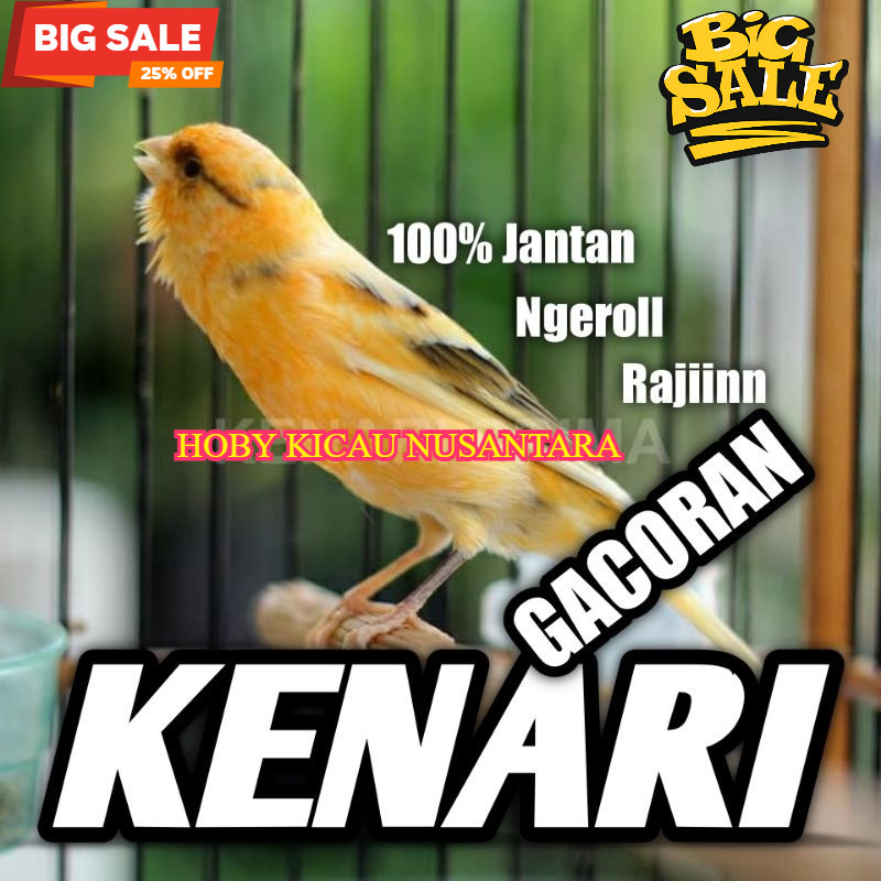 Burung Kenari Jantan Gacoran Rawatan