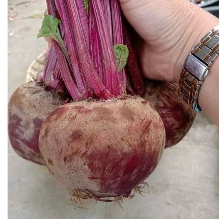 

GUDANG BEET ROOT FRESH 1KG PROMO TERMURAH BERKWALITAS BEETROOT BUAH BIT