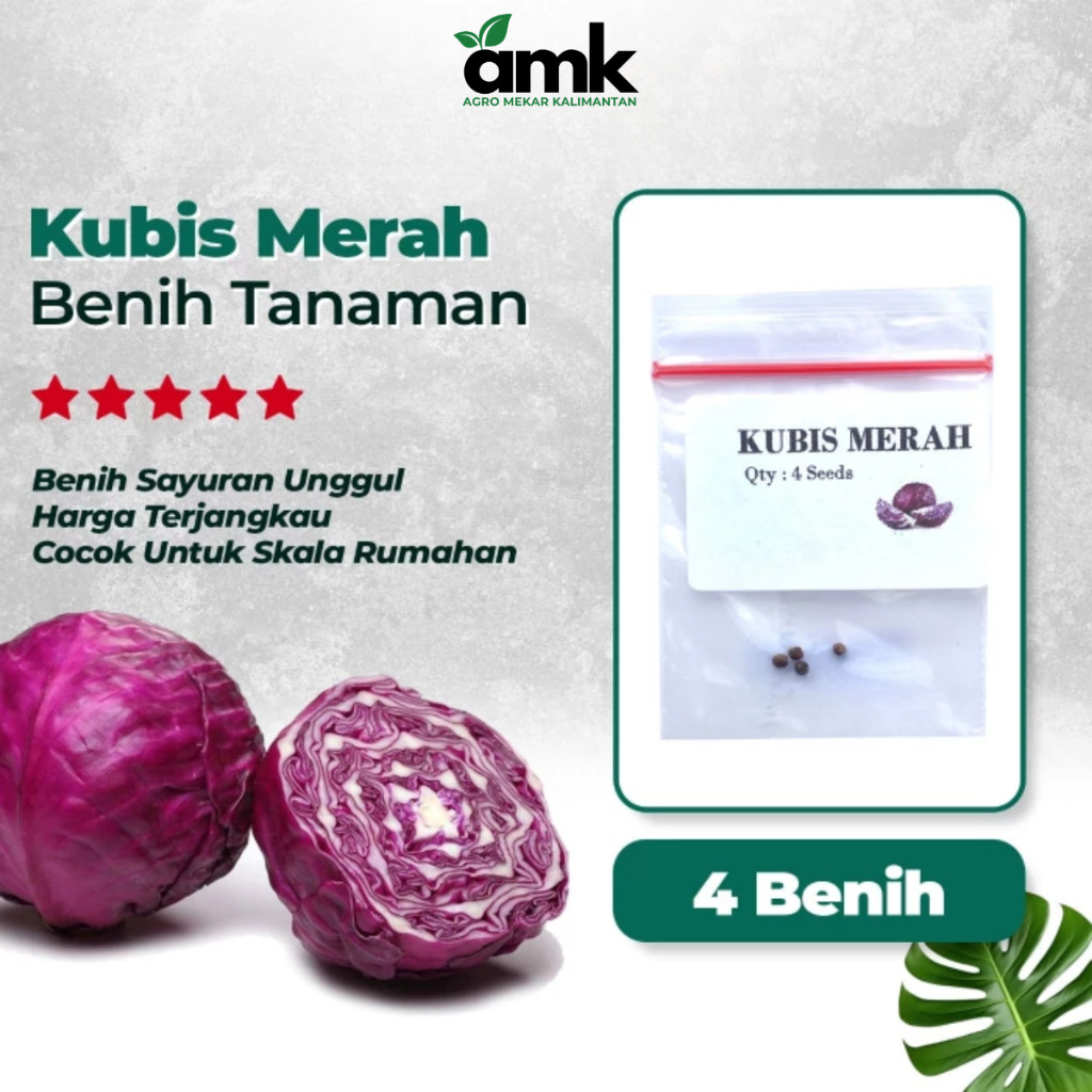 Benih Bibit KUBIS MERAH - Agro Mekar Kalimantan