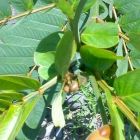 

Baru Daun herbal ketepeng segar 500gr COD Segar alami Lestari Alamku