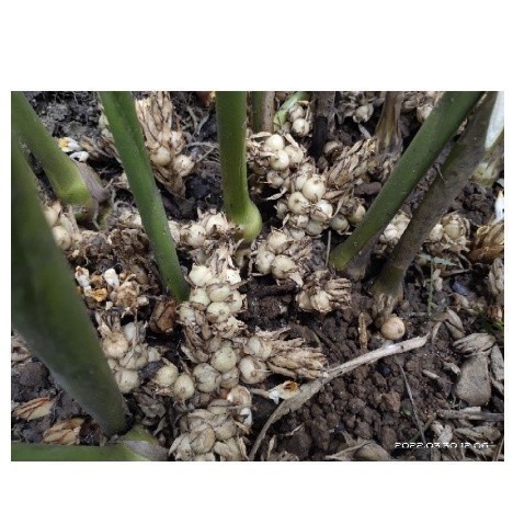 BIBIT KAPOL ,KAPULAGA UNGGUL LOKAL bibit kapulaga lokal putih super unggulan