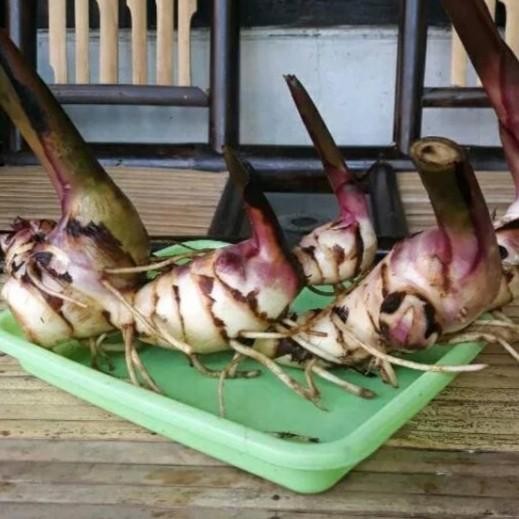 Umbi Ganyong Segar - umbi ganyong fresh organik 1 kg