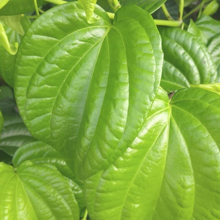 

HERBAL-VIP Daun Sirih Segar per helai/Lembar