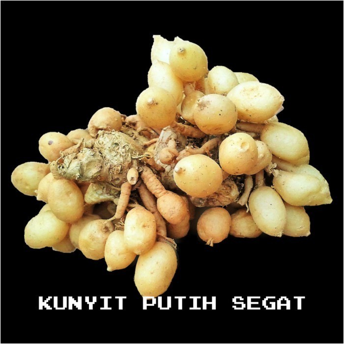 Kunyit Putih Segar -Kunir Putih Alami -Temu Putih Jamu Herbal 1KG banyak khasiatnya