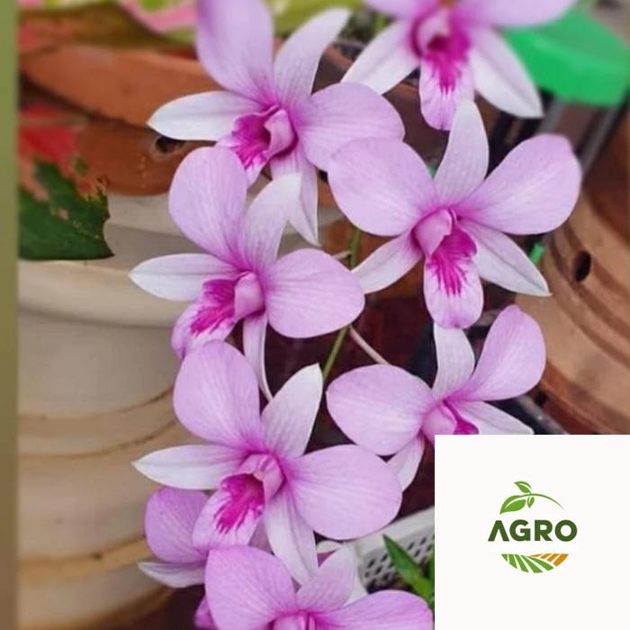 Tanaman hias anggrek dendrobium mentangai _ sp kalimantan