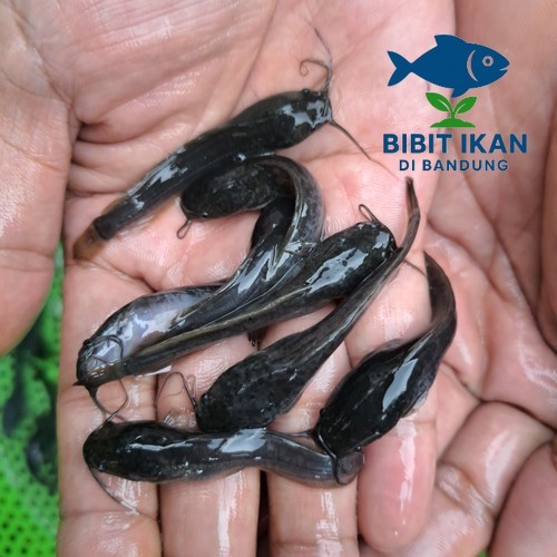Bibit / benih ikan lele ukuran 5 - 6 cm per ekor / bibit ikan di bandung khusus intsan / BIDB