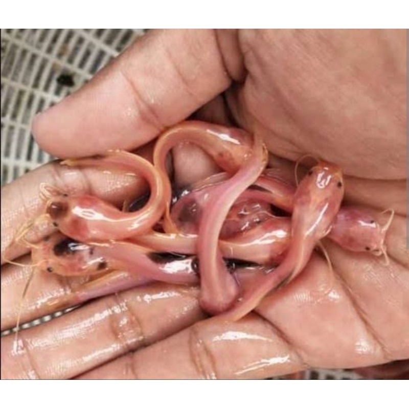 GANCI Ikan lele albino / Lele putih kecil