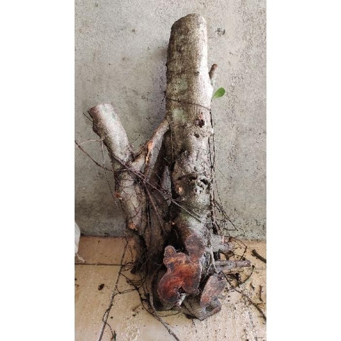 New Best saller Bahan Bonsai Dongkelan Ficus Beringin Iprek Jumbo Realpic Sesuai Gambar