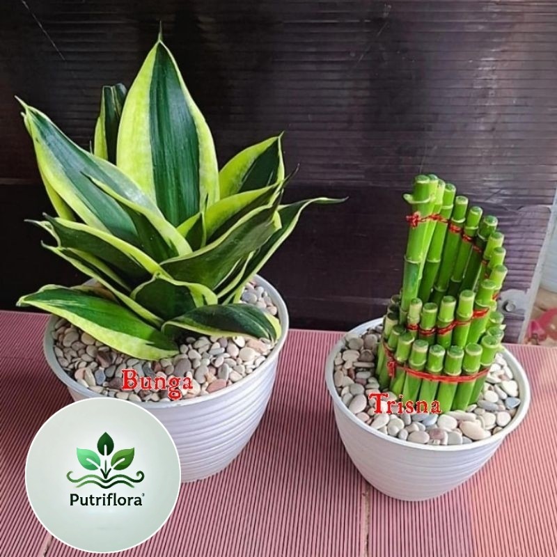 (BISA COD) Paket hemat 2 tanaman siap pajang Sensivera pagoda dan bambu hoki mahkota/Bambu Rejeki/Li