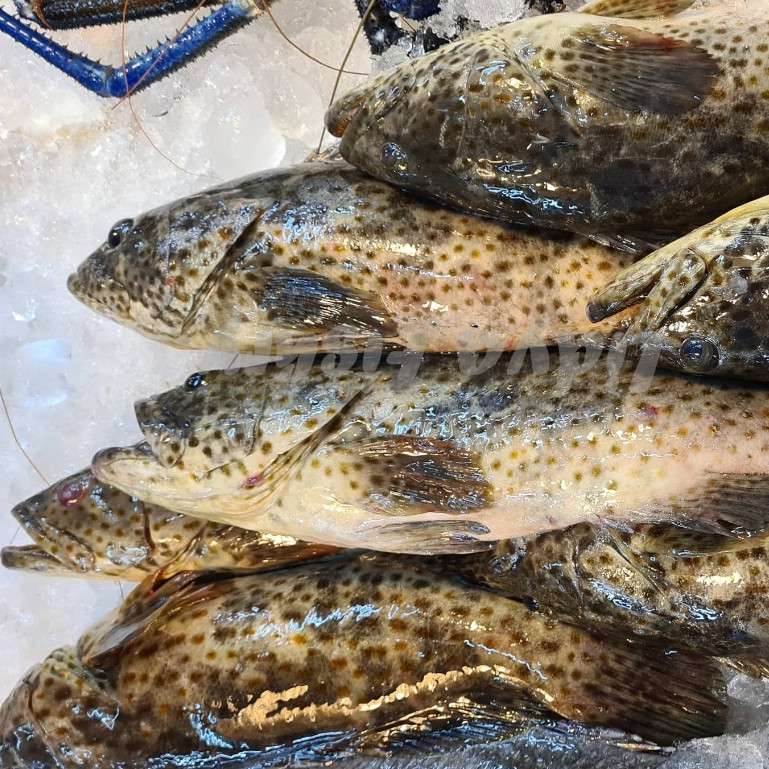 Ikan Kerapu 1Kg IKan Kerapu Segar Ikan Kerapu Lumpur Seafood Ikan Laut Ikan Segar