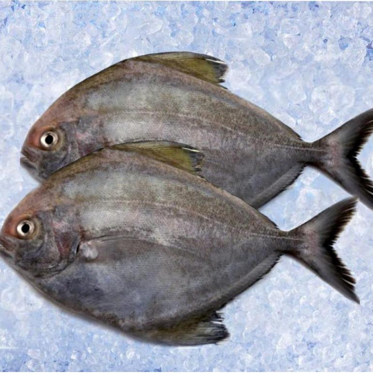 Ikan Bawal Hitam 1Kg Ikan Bawal Hitam Segar Ikan Bawal Segar Ikan Bawal Laut Seafood Ikan Laut Segar