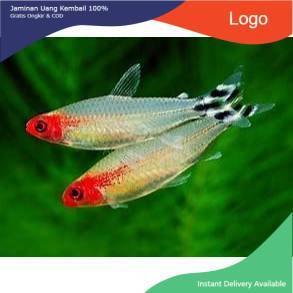 Ikan Hias Aquarium Red Nose Ikan Hias Air Tawar Aquarium Aquascape