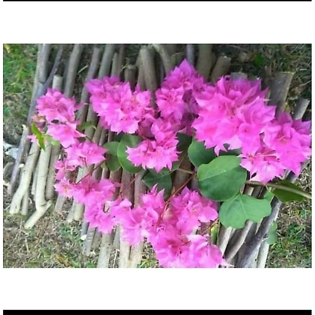 STEK BATANG FRESH CUTTING BOUGENVILLE/STEK TANAMAN BUNGA KERTAS BOUGENVILLE