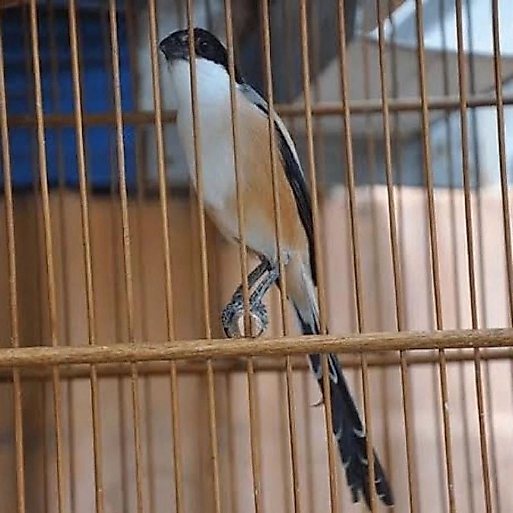 PENTET ( CENDET ) JATIM SM Pilihn Jantan Terbaik