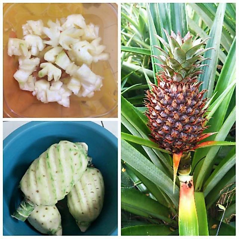 Buah Nanas Muda Obat Pelancar Haid, Buah nanas muda untuk rujak