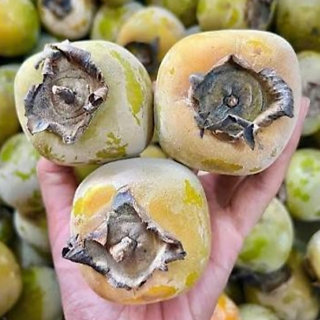 Kesemek Segar Manis Alami 1 Kg Buah Tangan Gunung