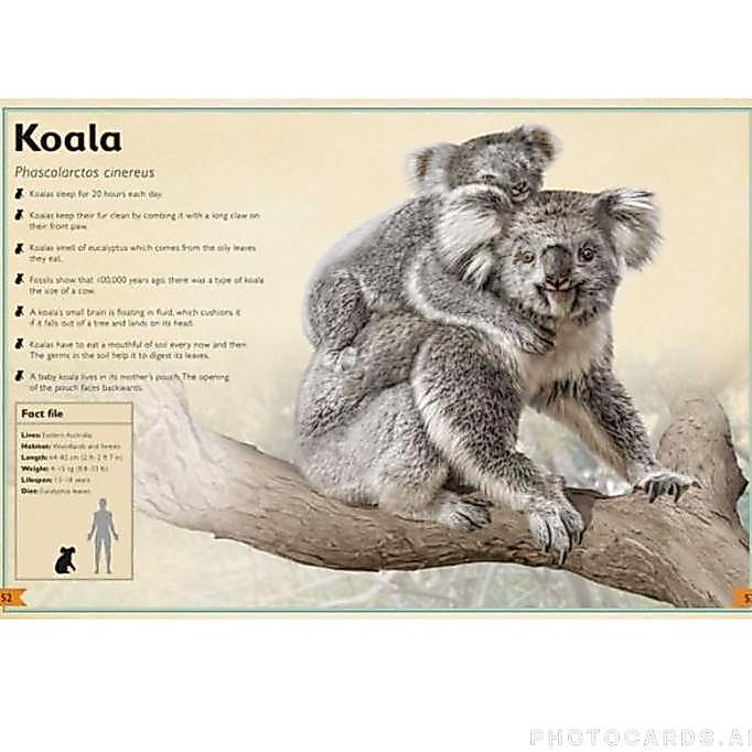 Buku Reference Anak - The Magnificent Book of Animals - Hard Cover - 80 Halaman