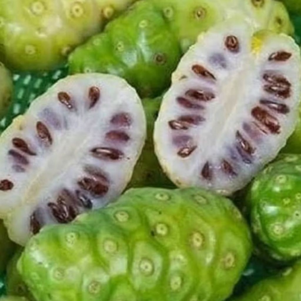 

[SJ] Mengkudu/Pace Fresh – Siap Olah 500gram