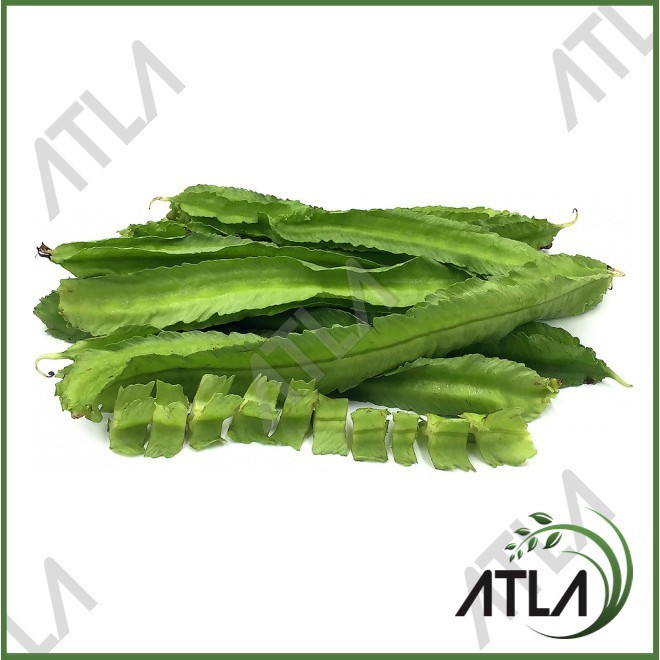 Benih Tanaman Kecipir 1Kg Bibit Daun Biji Sayur Kacang Cicipir Jaat