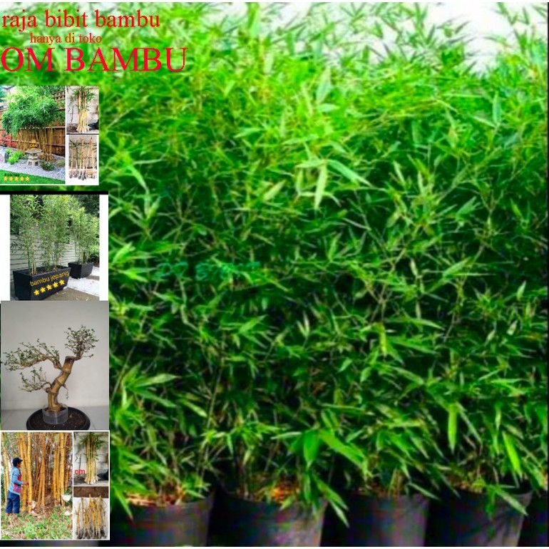 Bibit bambu china- bambu pagar-bambu hias taman-bambu penyaring udara