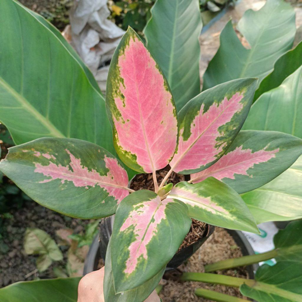 aglonema kocin red-kocin merah-aglo murah-aglo koleksi