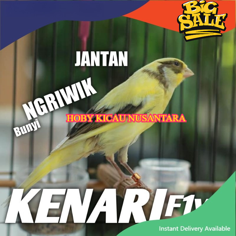 Burung Kenari F1ys Jantan Prospek Pilihan