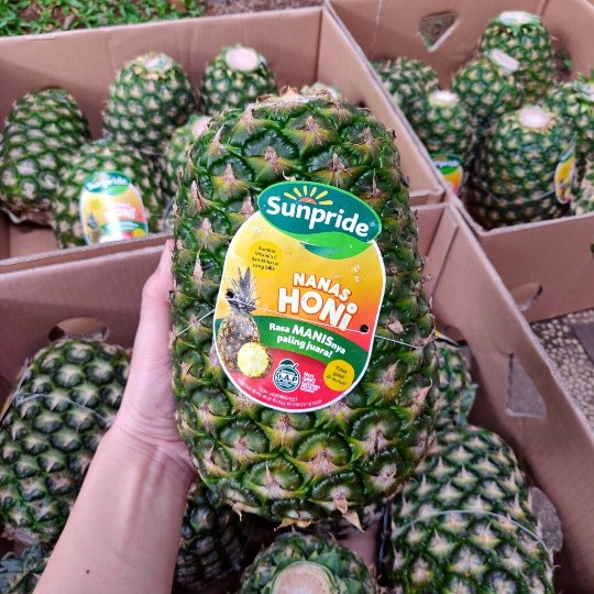 Nanas Honi Sunpride Ukuran Besar / Jumbo