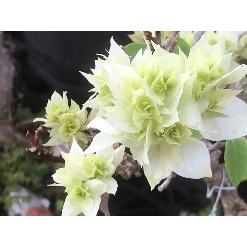 (PROMO) Promo Bibit Bougenville Hawai Putih Original