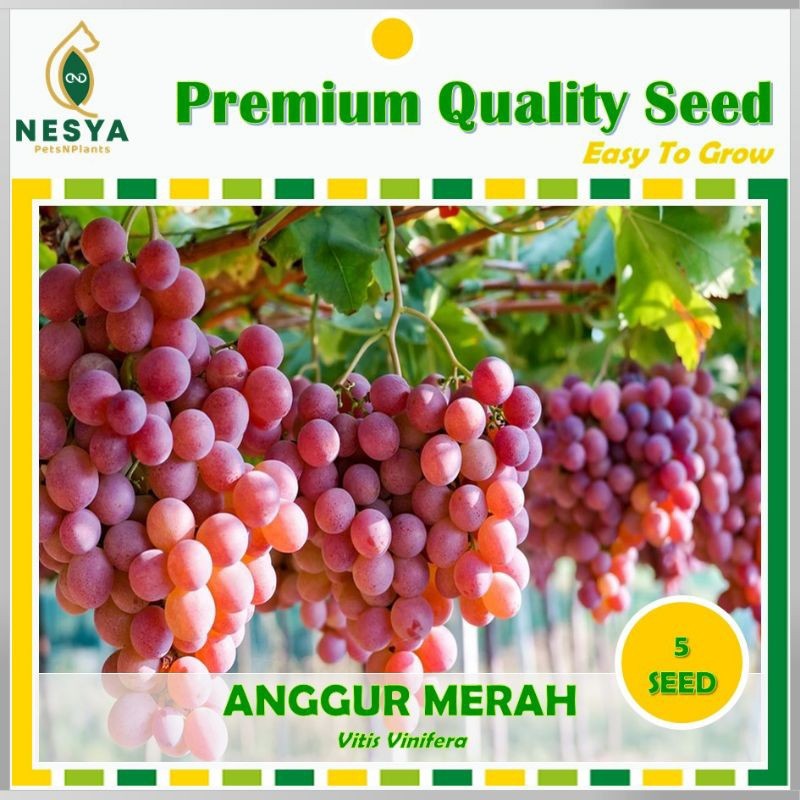Benih Anggur Merah Biji Buah Anggur Unggul Berkualitas 5 Biji Benih Buah Anggur