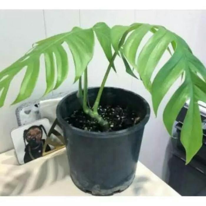 Monstera Ekor Naga Tanaman Monstera Ekor Naga King