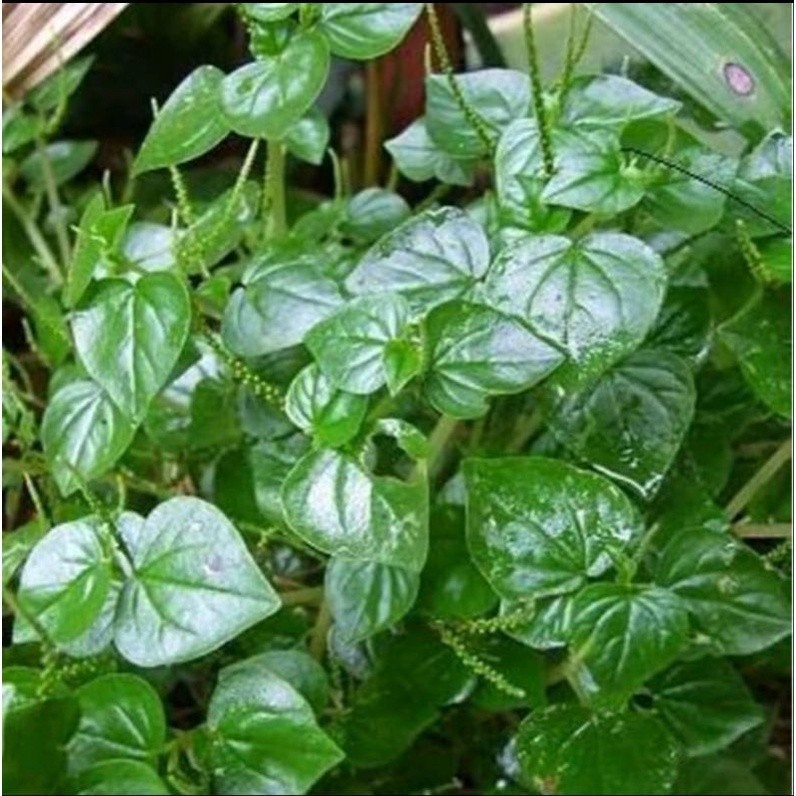 daun sirih cina segar 1kg