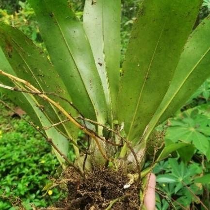 anggrek grammatophilum stapeliiflorum,per rumpun dewasa